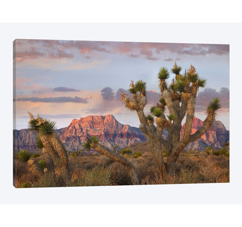 East Urban Home Joshua Tree And Spring Mountains At Red Rock