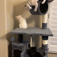 62 inch cat tree