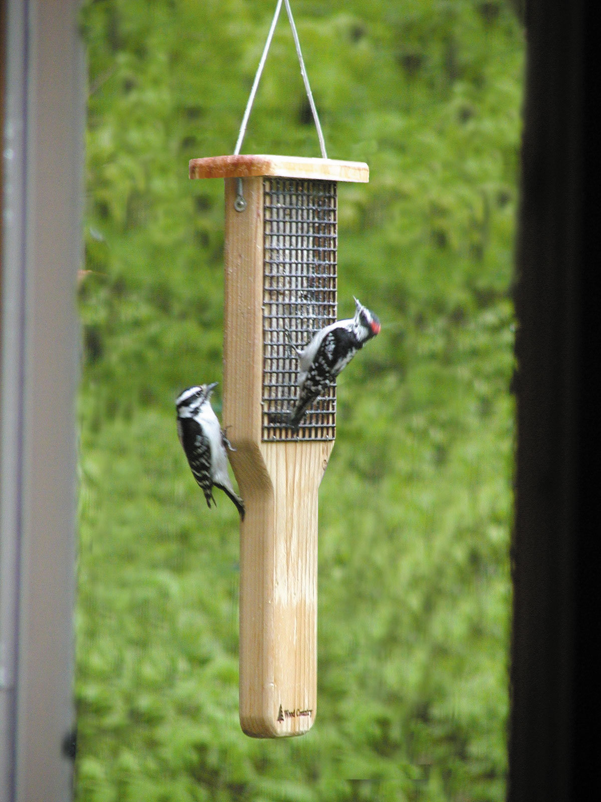 Birds Choice Double Cake Pileated Cedar Suet Bird Feeder Wayfair