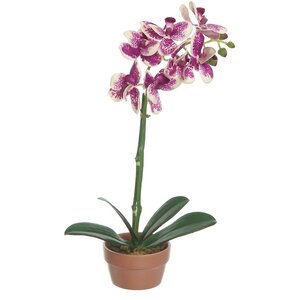 Mini Phalaenopsis Orchid Plant in Pot