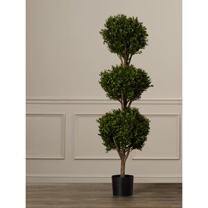 Ball Boxwood Top Topiary in Pot