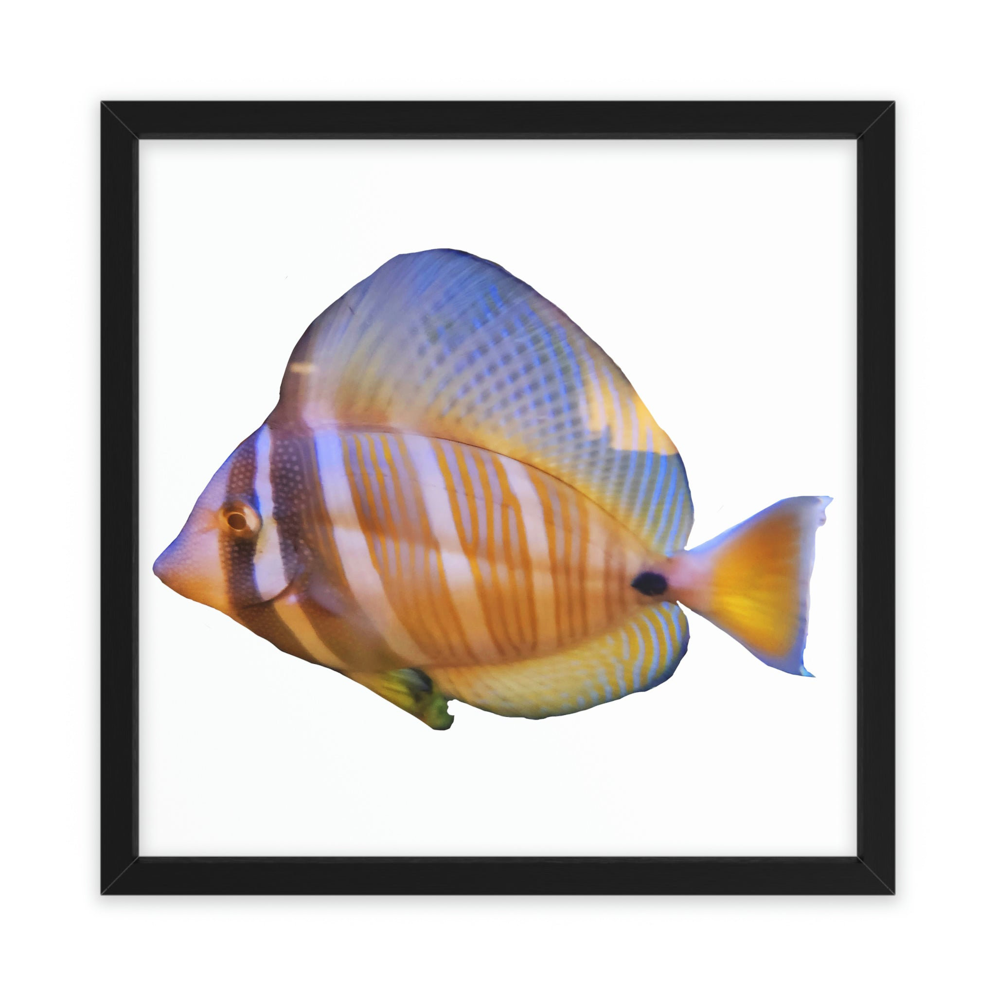 Dovecove Fish - Picture Frame Illustration | Wayfair