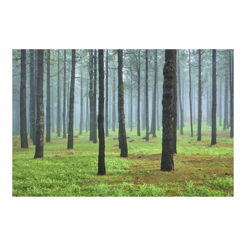 Deep Forest with Pine Trees on La Palma 1.9m x 2.88m Textured Matte Peel & Stick Wall Mural East Urban Home