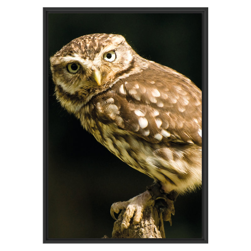 East Urban Home Gerahmtes Wandbild Eule auf Ast East Urban Home Gerahmtes Wandbild Eule auf Ast