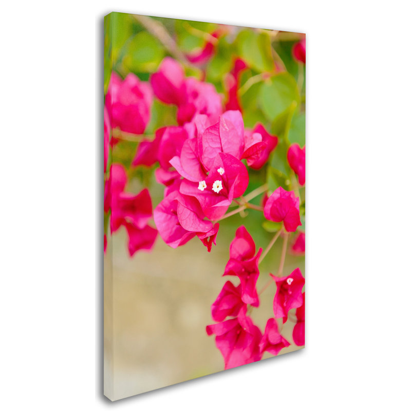 Trademark Art Bougainvillea By Ariane Moshayedi Photographic Print On Wrapped Canvas Wayfair