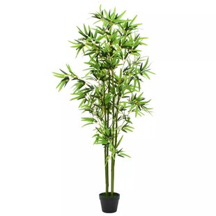 Floor Bamboo Plant In Pot By The Seasonal Aisle
