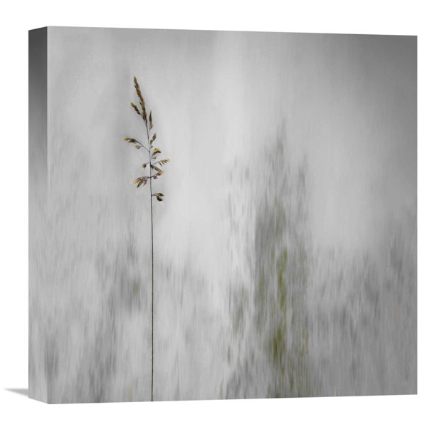Global Gallery Blade Of Grass By Gilbert Claes Graphic Art On Wrapped Canvas Wayfair
