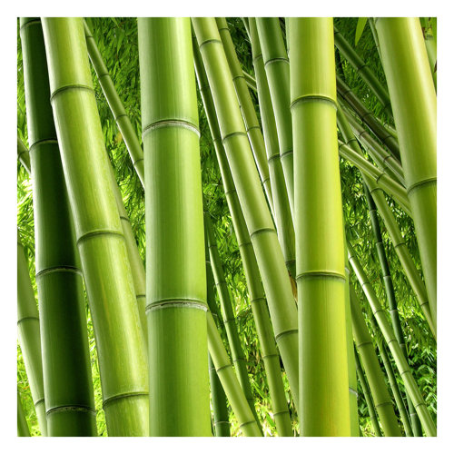 Bamboo Trees 3.36m x 336cm Textured Matt Peel & Stick Wall Mural East Urban Home
