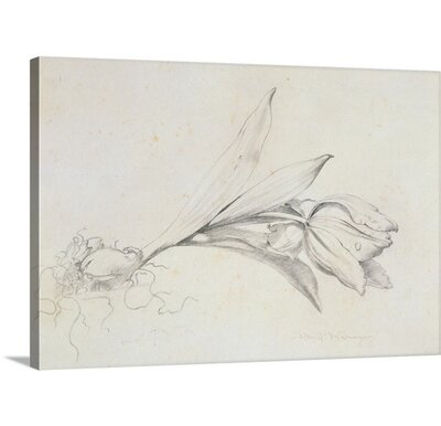 'Tulip' by Albert Williams Painting Print August Grove® Format: Canvas, Size: 32