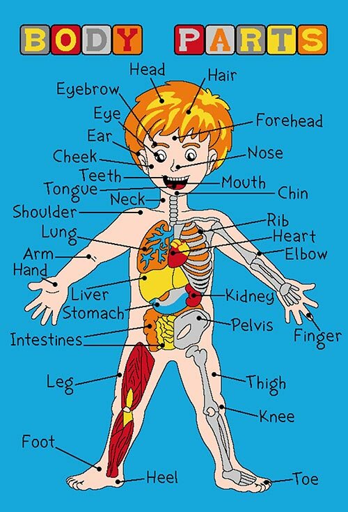 The parts of the human body презентация