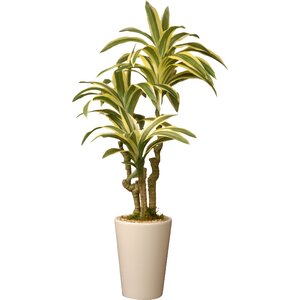 Dracaena Palm Plant in Pot