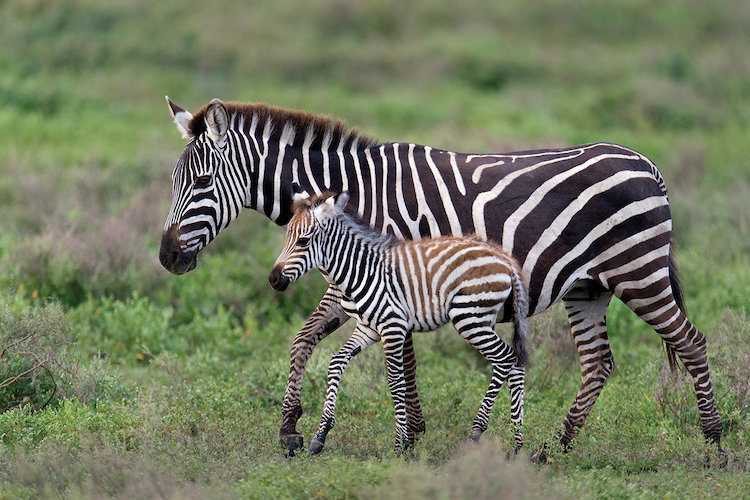 East Urban Home Burchell S Zebra Mare And Newborn Foal Ngorongoro