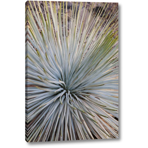 Millwood Pines Arizona Grand Canyon Np Whipples Yucca Plant Photographic Print On Wrapped Canvas Wayfair