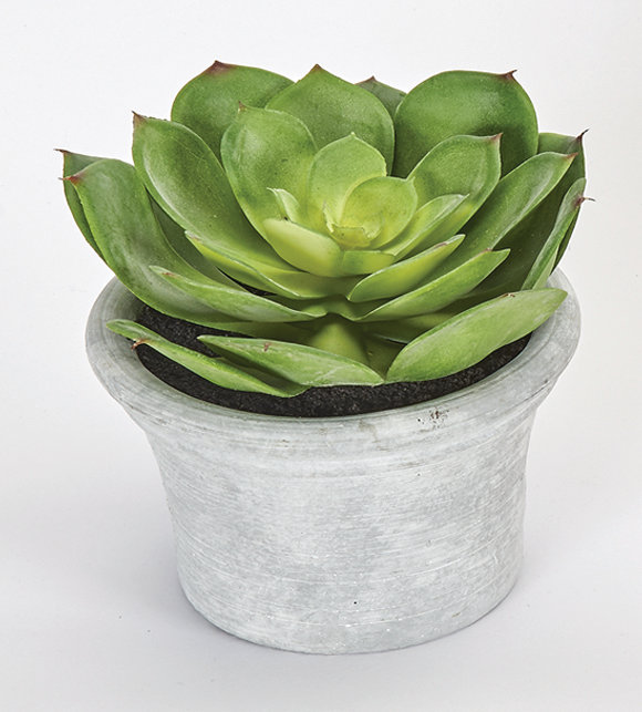 echeveria succulent plant in