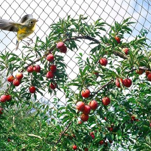 Anti Bird Net Bird-Preventing Netting Mesh for Fruit Crop Plant Tree Garden NJ 