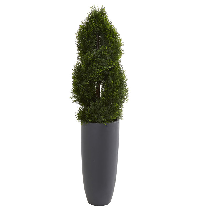 Orren Ellis Double Spiral Floor Pond Cypress Topiary In Planter Orren Ellis Double Spiral Floor Pond Cypress Topiary In Planter Wayfair