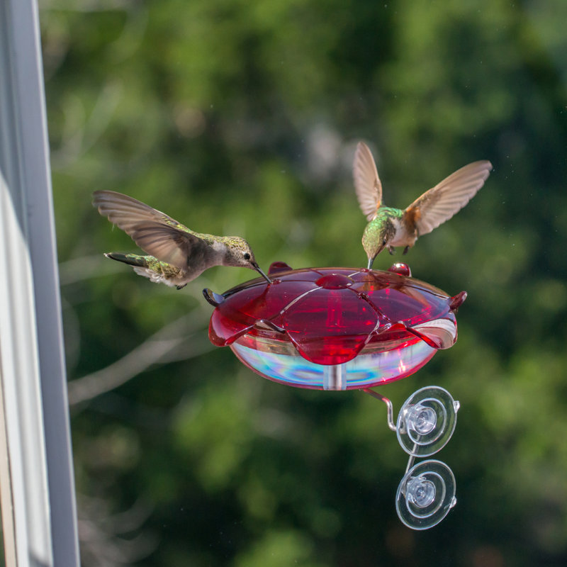 Droll Yankees Ruby Sipper Window Hummingbird Feeder Reviews