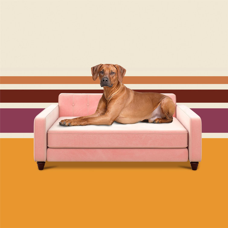 wayfair jackson dog sofa