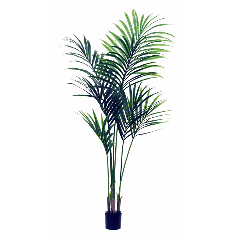Kentia Palm Tree in Pot