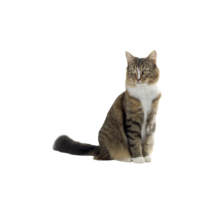 Wallhogs Cat V Cutout Wall Decal Wayfair