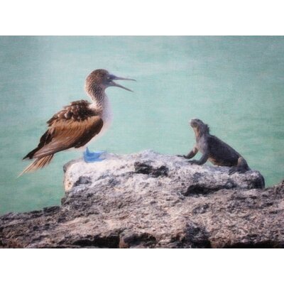 Railey 'Galapagos Blue-Footed Booby Lecture by Graffitee Studios Photographic Print on Canvas Bloomsbury Market