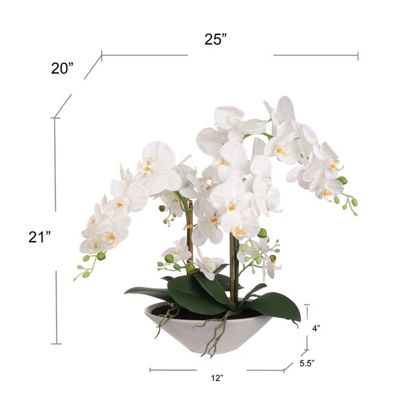 Freeport Park® Phalaenopsis Orchid Floral Arrangement in Vase & Reviews ...