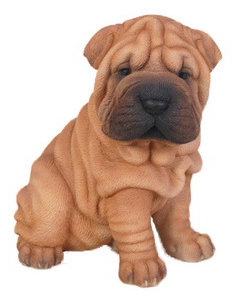 shar pei pit puppy