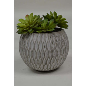 Succulent Plant in Pot (Set of 2)