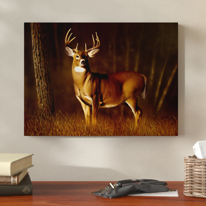 Millwood Pines Whitetail Buck In Forest By Clarence Stewart