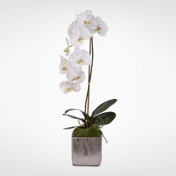 Orren Ellis Silk Phalaenopsis Orchids Floral Arrangement In Pot Wayfair