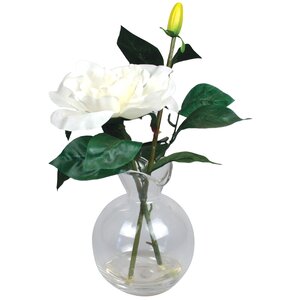 Gardenia in Scallop Vase