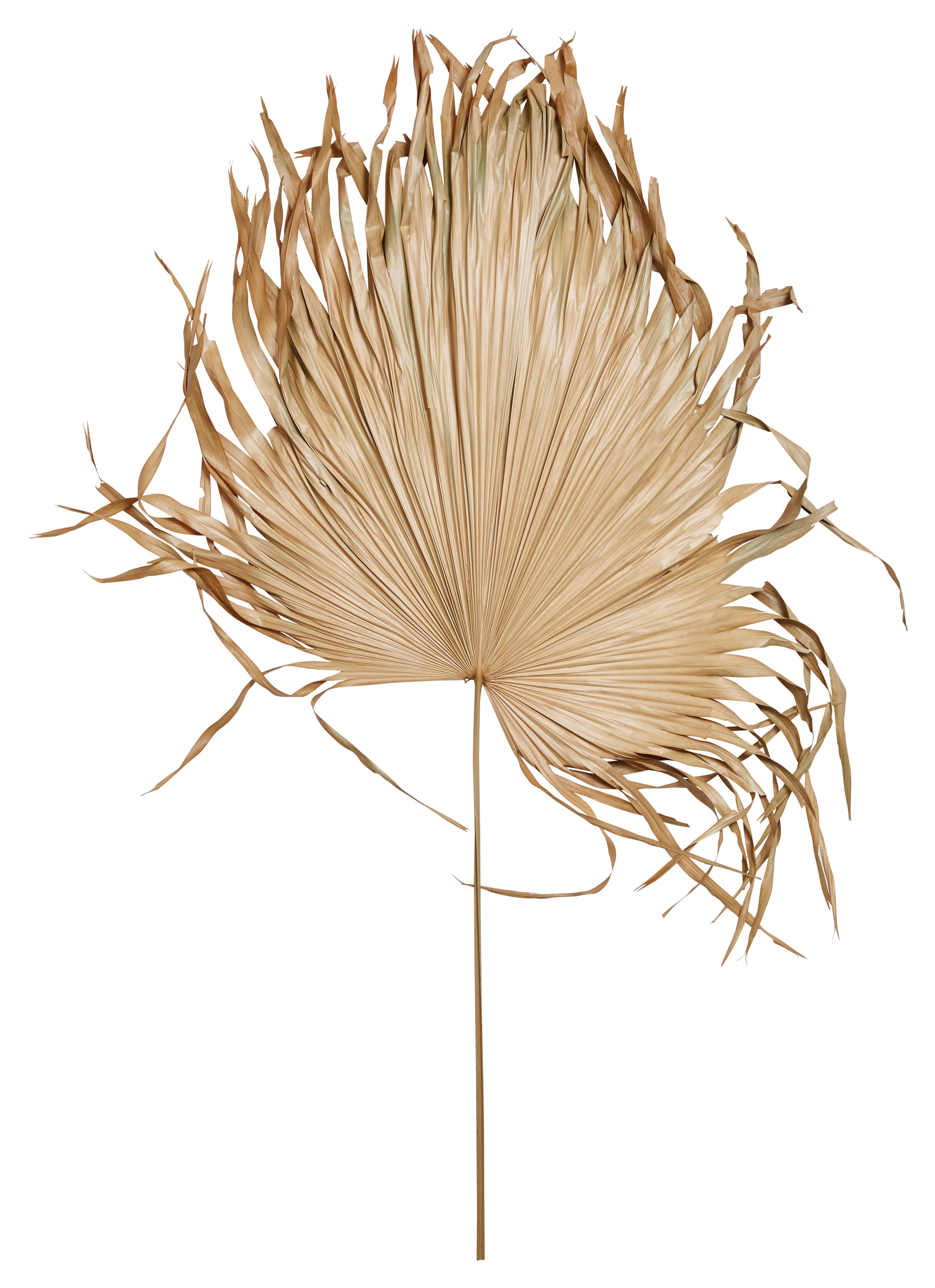Bayou Breeze Dried Palm Fan Leaf Stem Wayfair