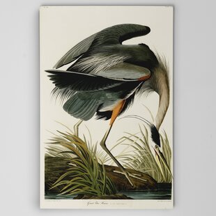 John James Audubon Velvet Duck,Framed Prints,wall art prints,large wall art oversized,The Birds of America,f1951