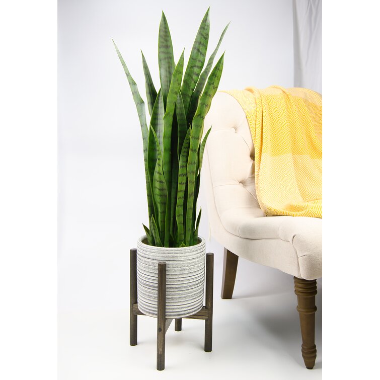 Etta Avenue™ Sabina Ceramic Pot Planter & Reviews | Wayfair