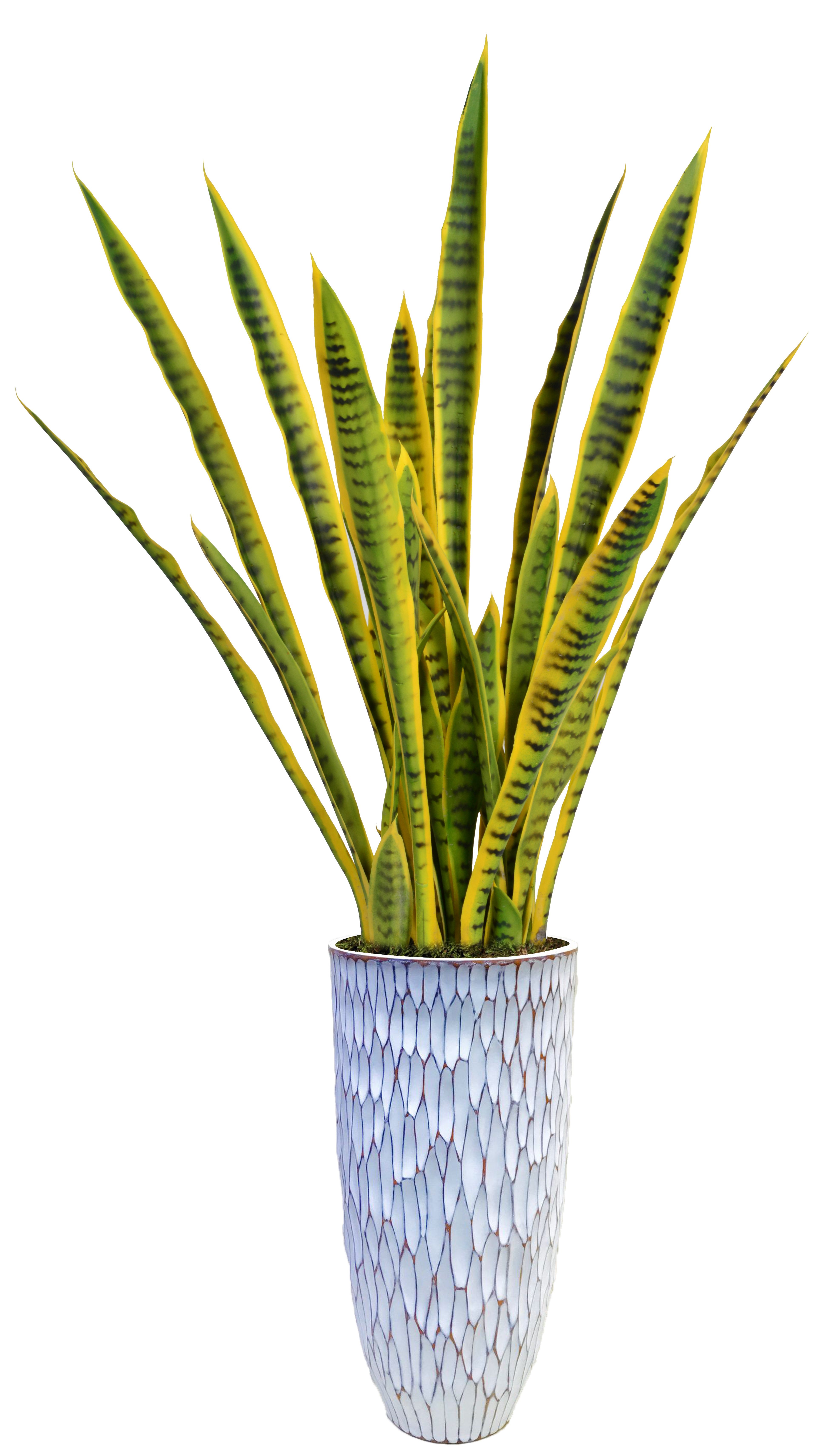 Bayou Breeze Bodhe 35" Artificial Snake Plant in Planter & Reviews