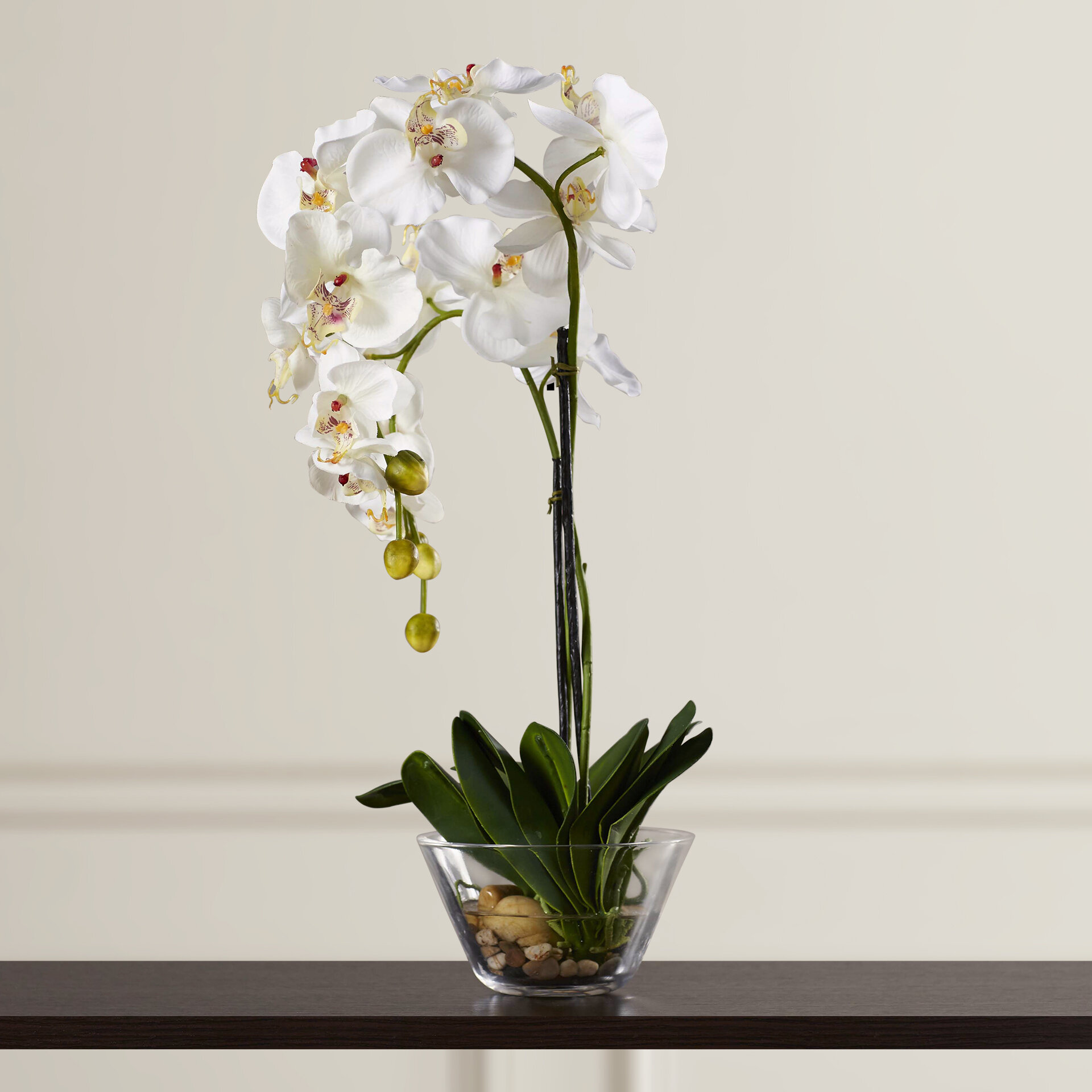 Купить орхидею в саратове. Орхидея фаленопсис белая. Орхидея фаленопсис Silk. Фаленопсис бугетто Вайт. Орхидея фаленопсис Mathilde.