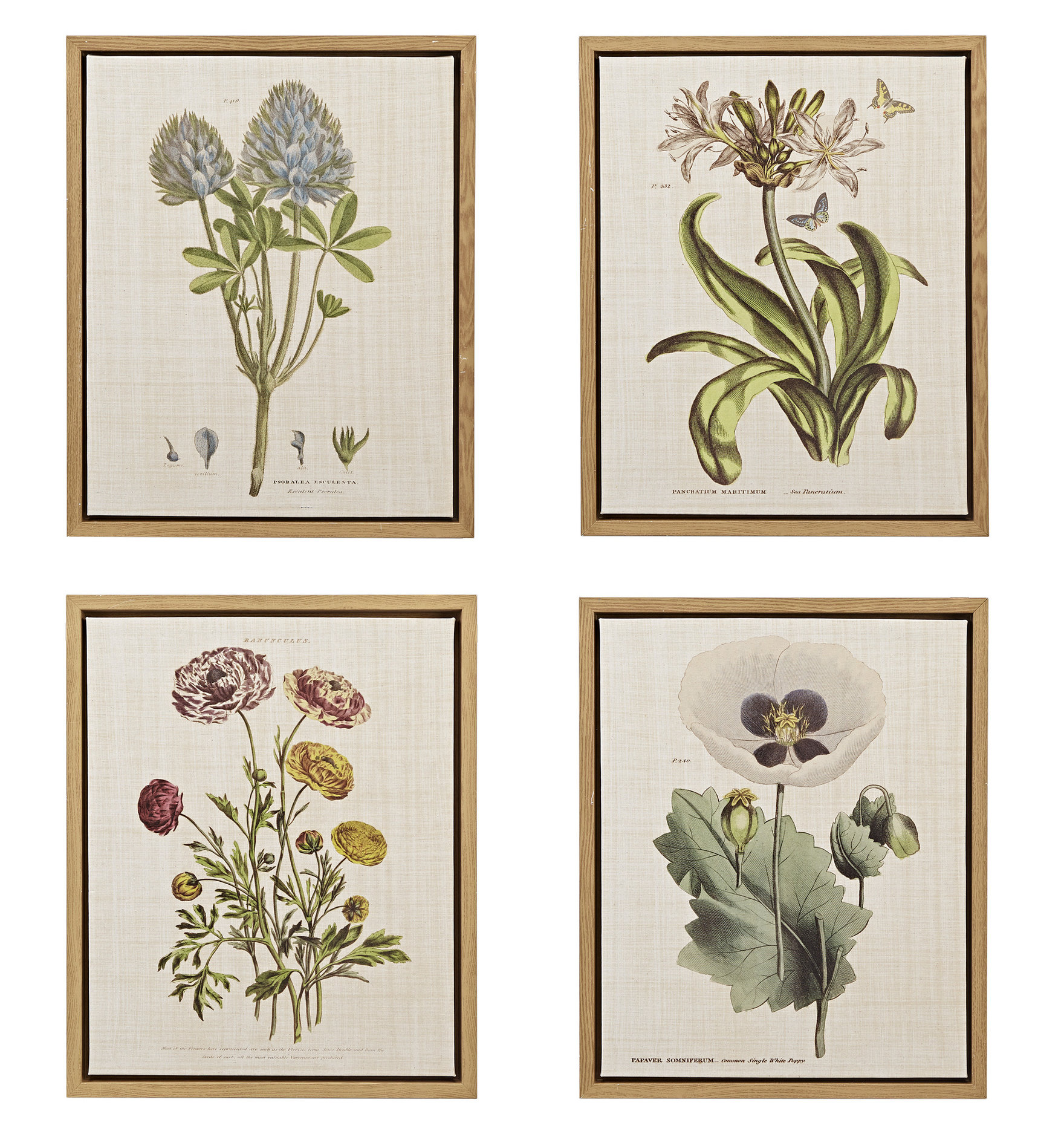 Martha Stewart Herbal Botany Set 4 Piece Picture Frame Graphic Art on  Canvas & Reviews | Wayfair
