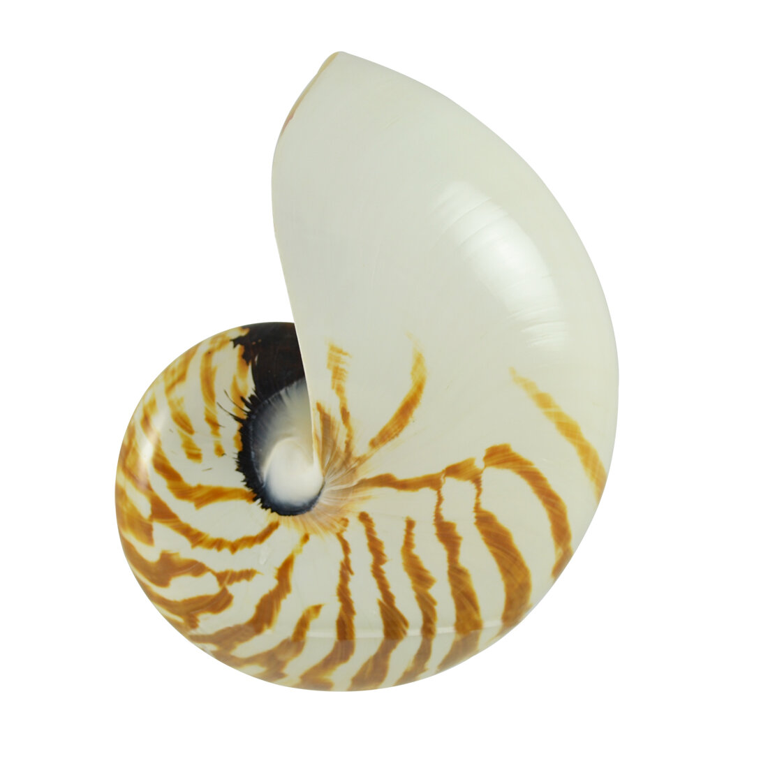 Highland Dunes Alcorn Polished Nautilus Shell Sculpture Wayfair