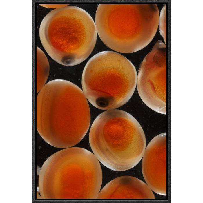 Chum Salmon Eggs Framed Photographic Print On Canvas