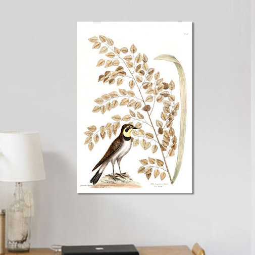 East Urban Home Catesby S Natural History Series Lark Seaside Oat Painting Print On Canvas Wayfair