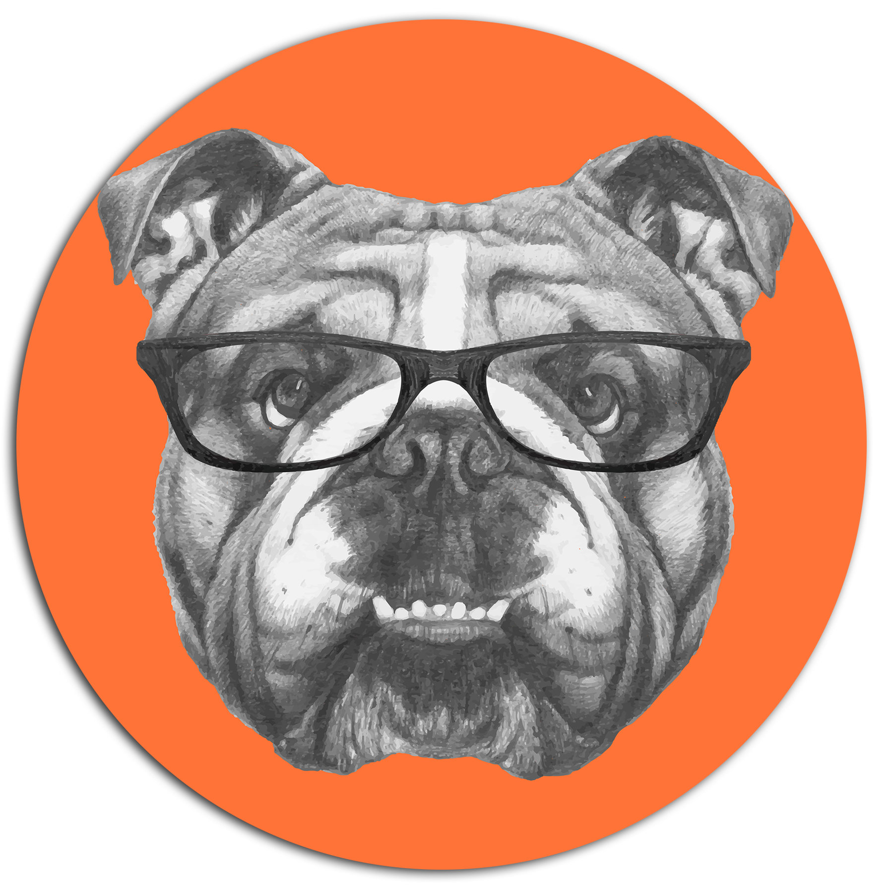 bulldog with glasses