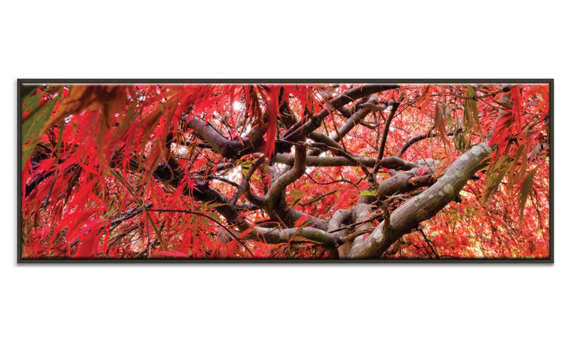 'Japanese Maple' Photographic Print