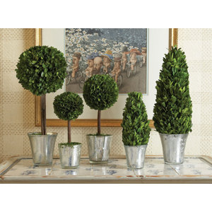 5 Piece Round Tapered Topiary in Pot Set