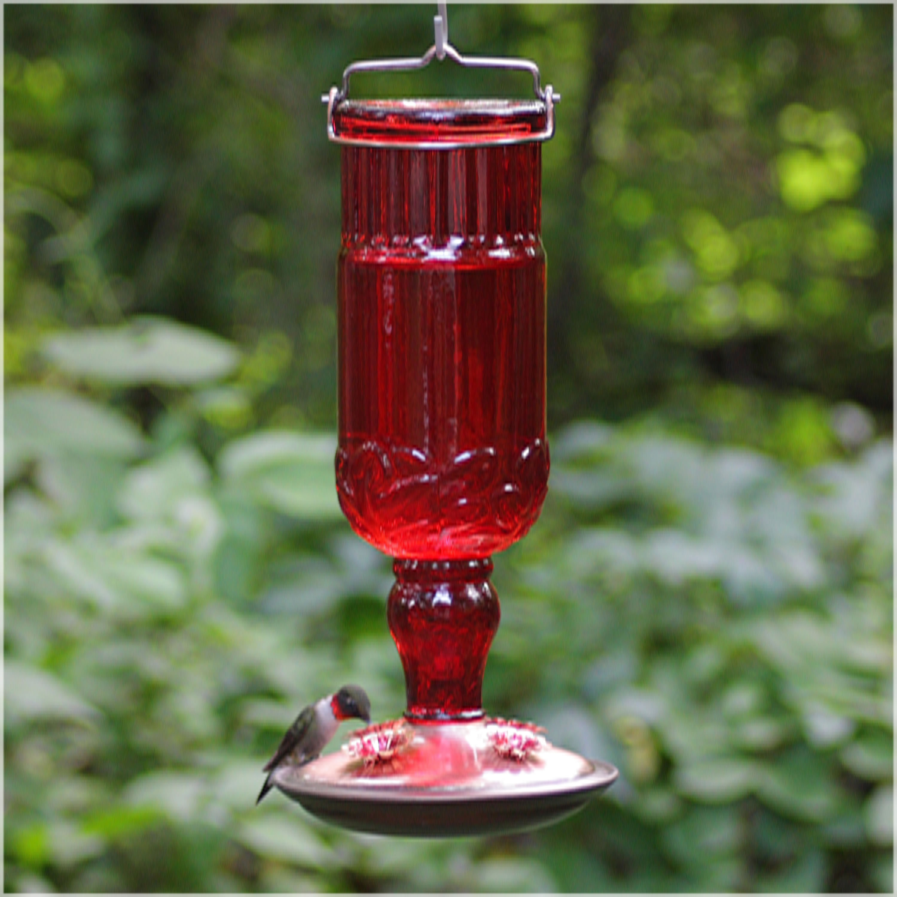 Perky Pet Bottle Hummingbird Feeder Reviews Wayfair