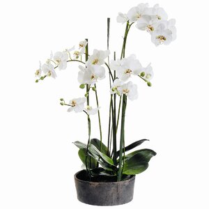 Faux Phalaenopsis Orchids with Clay Pot