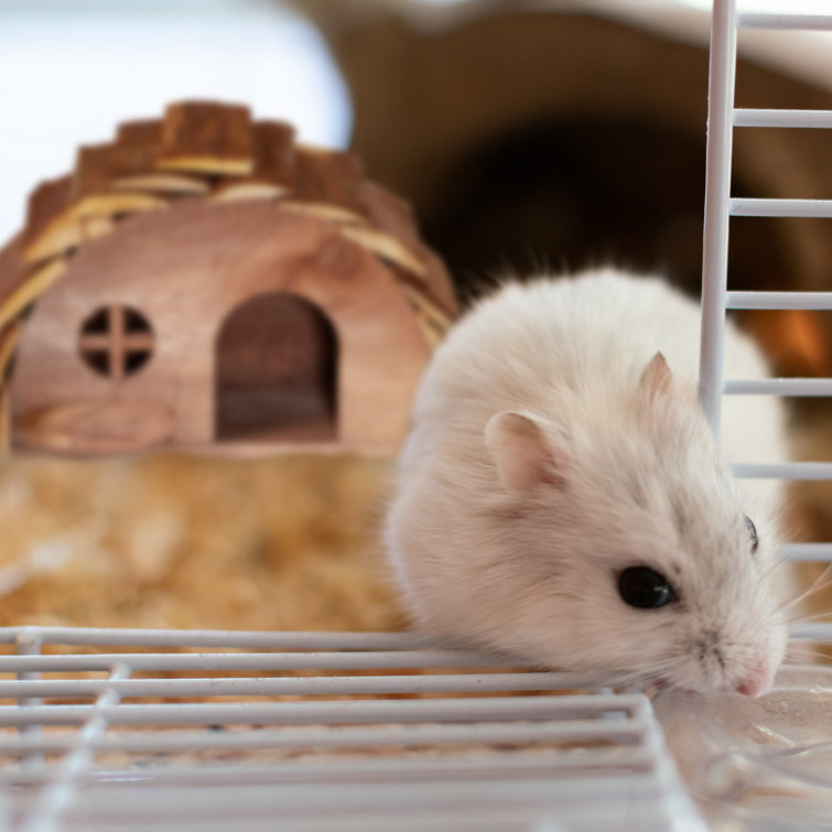gerbil hutch