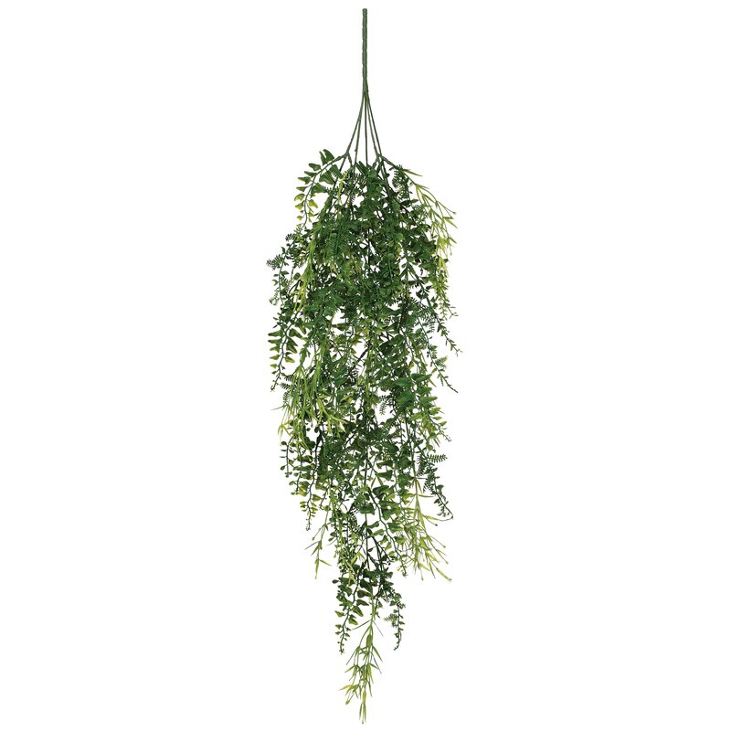 Gracie Oaks Spanish Fern Plant | Wayfair