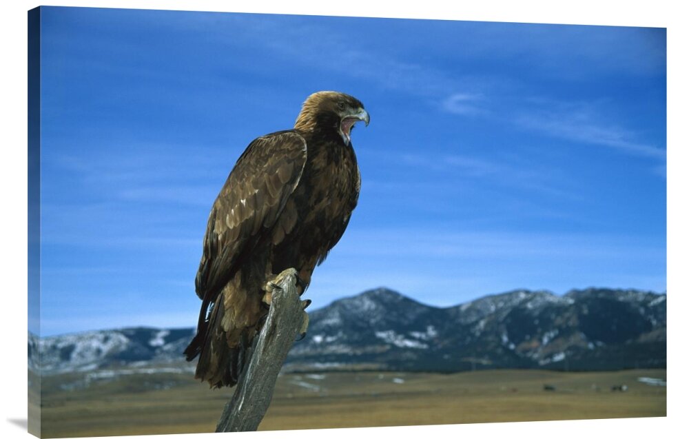 Colorado Game Farm Golden Eagle Perching On A Branch Photographic Print On Wrapped Canvas