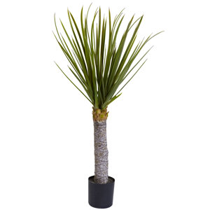 Yucca Tree in Pot