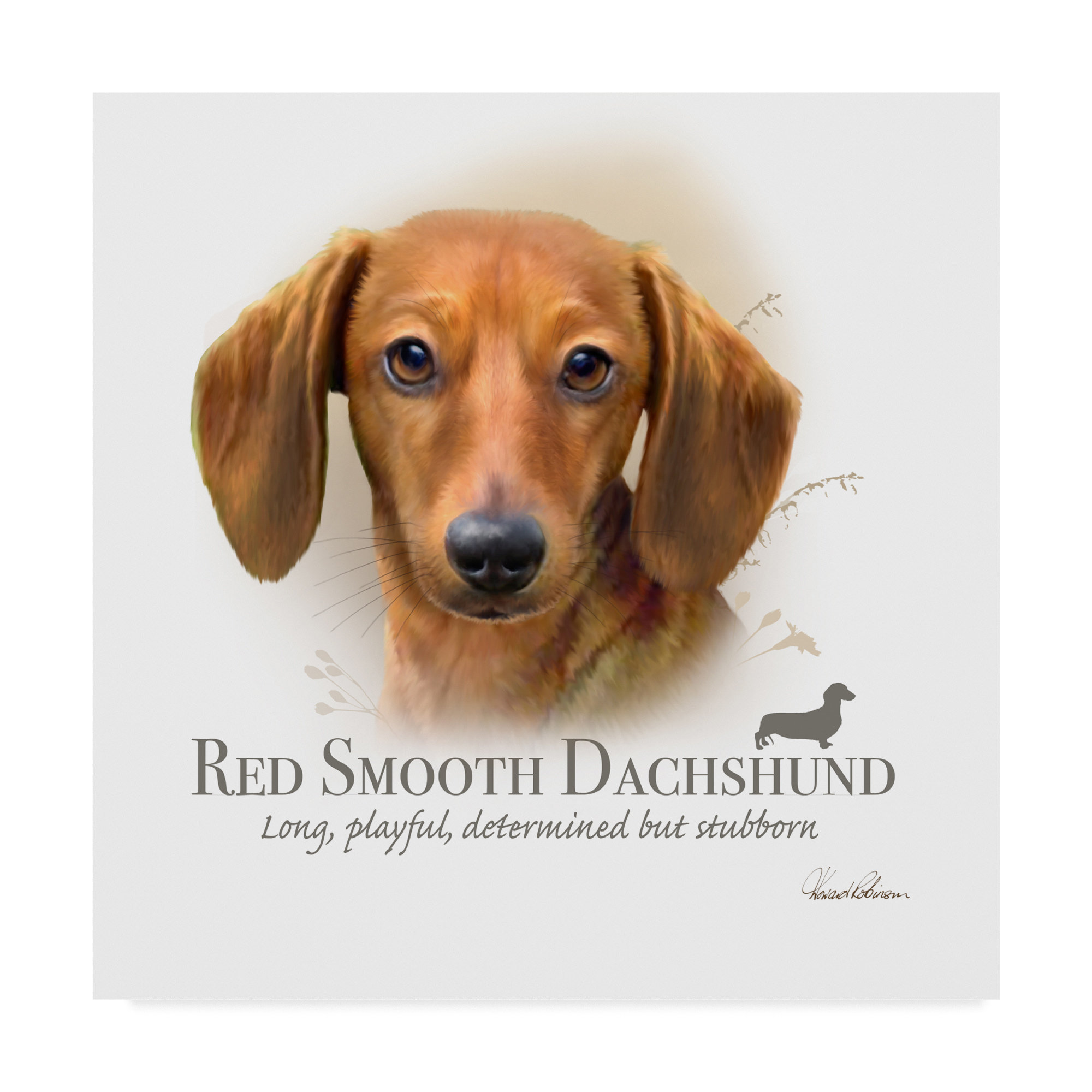 red smooth dachshund